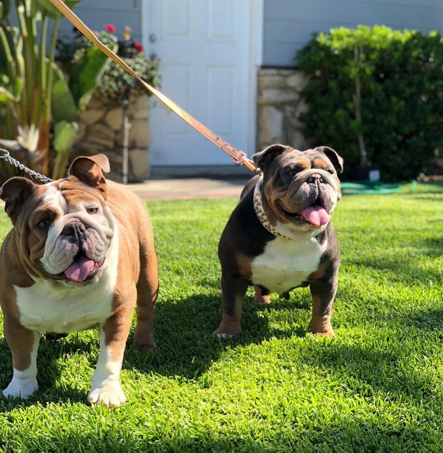 English Bull Dog Empire – English Bull Dog | Dalberto David Breeder