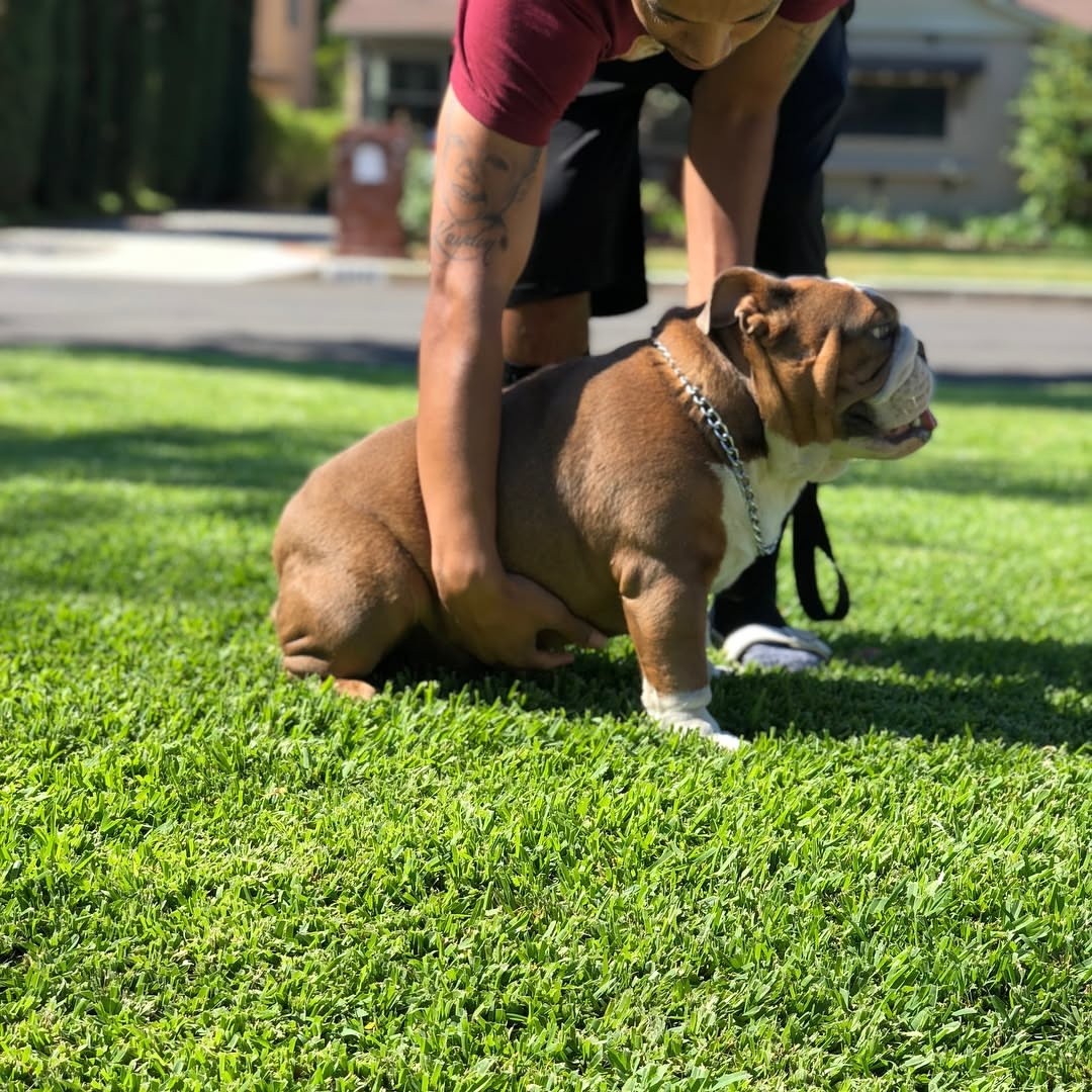 English Bull Dog Empire – English Bull Dog | Dalberto David Breeder