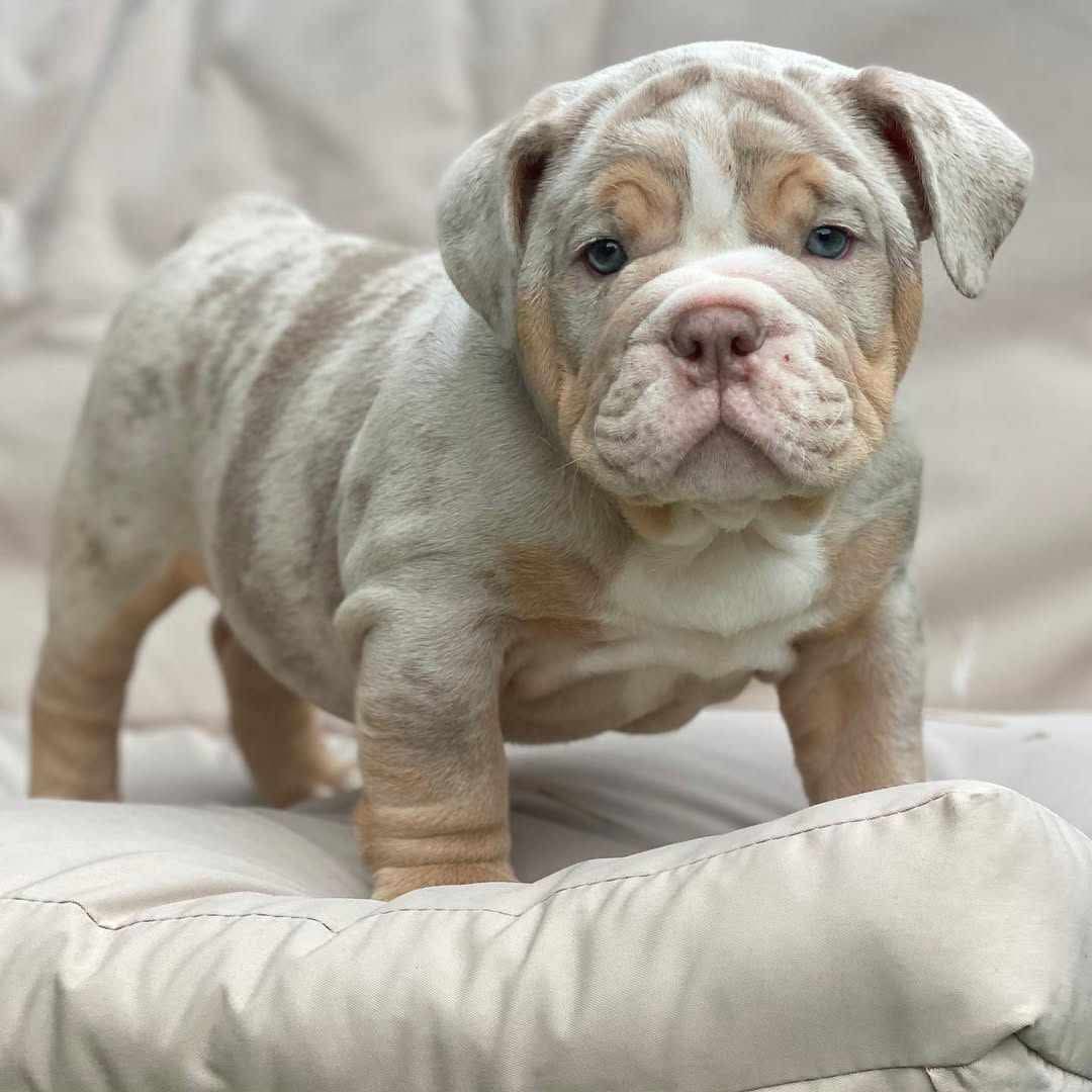 English Bull Dog Empire – English Bull Dog | Dalberto David Breeder